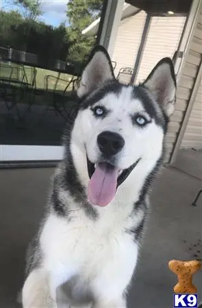 Siberian Husky stud dog: a siberian husky dog sitting outside
