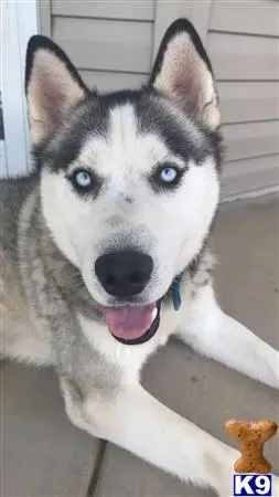 Siberian Husky stud dog: a siberian husky dog with its tongue out