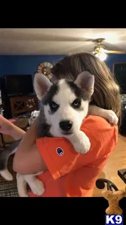 Siberian Husky stud dog: a person holding a siberian husky dog