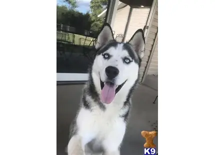Siberian Husky stud dog: a siberian husky dog sitting outside