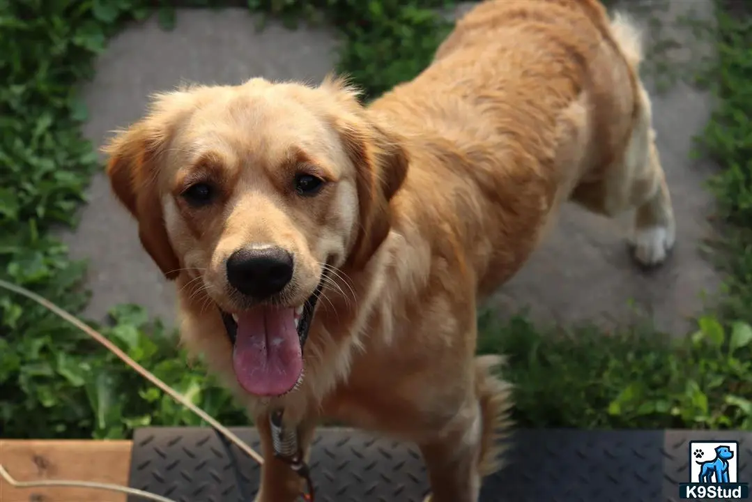 Golden Retriever female dog