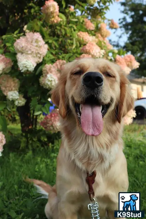 Golden Retriever female dog