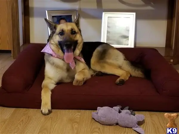 German Shepherd female dog