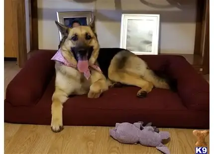 German Shepherd
