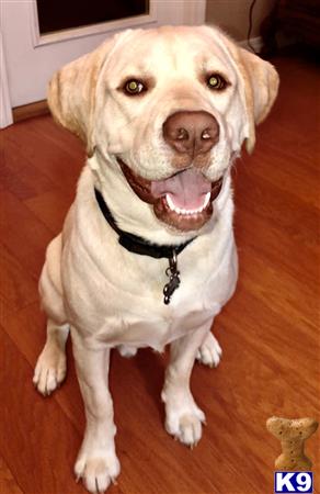 a labrador retriever dog sitting on a wood floor
