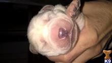 labrador retriever puppy posted by haligirl