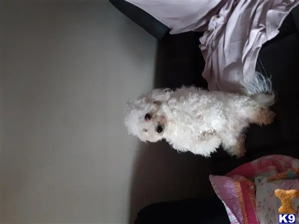 Bichon Frise