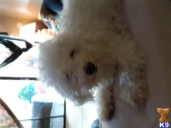 Bichon Frise stud dog