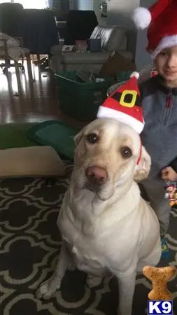 Labrador Retriever stud dog