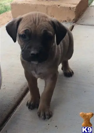 Blackmouth Cur puppy for sale
