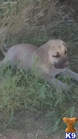 Blackmouth Cur puppy for sale