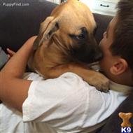 blackmouth cur puppy posted by hamakuapride