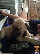blackmouth cur puppy posted by hamakuapride