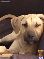 blackmouth cur puppy posted by hamakuapride