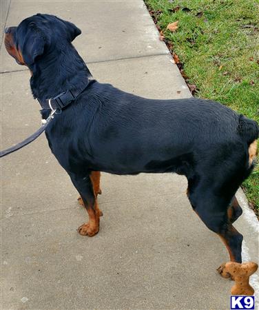 a rottweiler dog on a leash