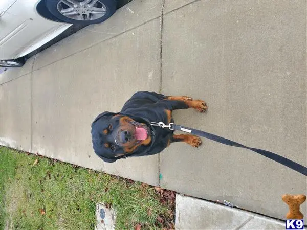 Rottweiler stud dog