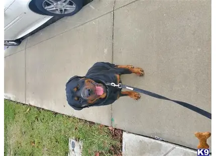 Rottweiler