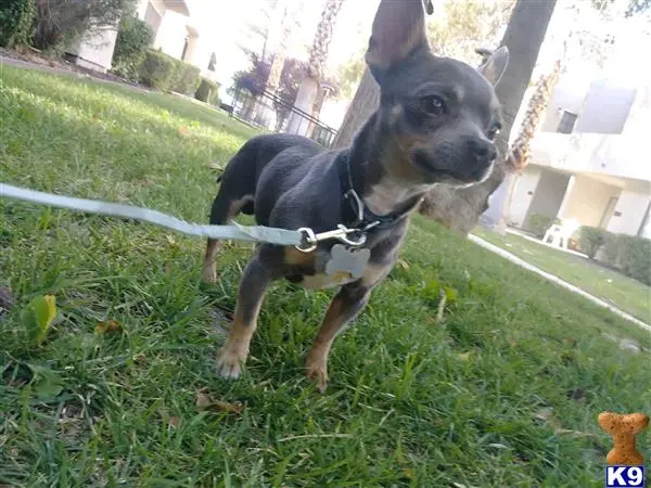 Chihuahua stud dog