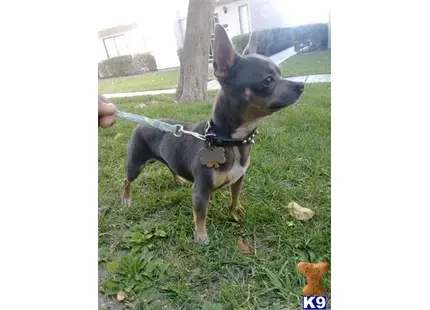 Chihuahua