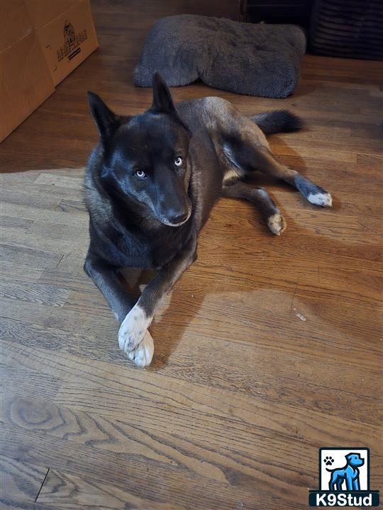a siberian husky dog lying on the floor