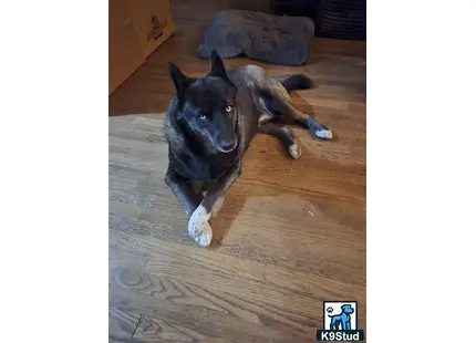 a siberian husky dog lying on the floor