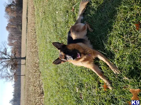 German Shepherd stud dog