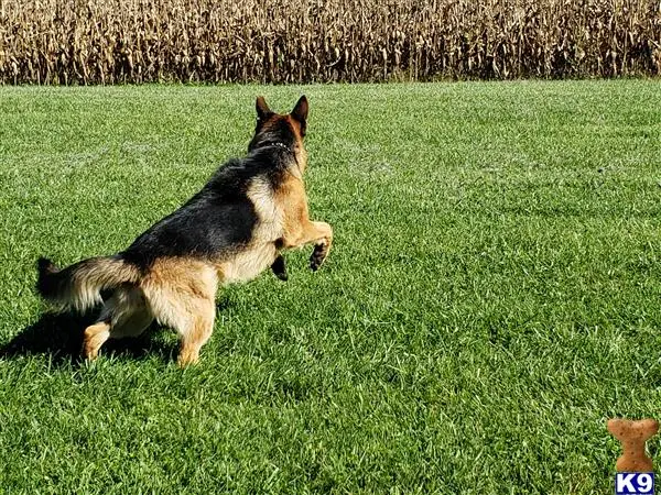 German Shepherd stud dog