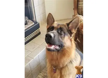 German Shepherd