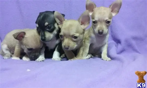 Chihuahua