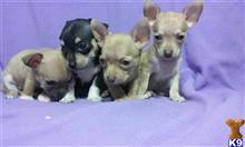 chihuahua puppy posted by hanellecky