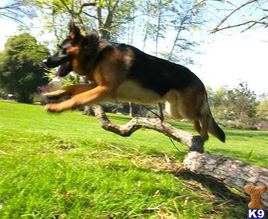 German Shepherd stud dog