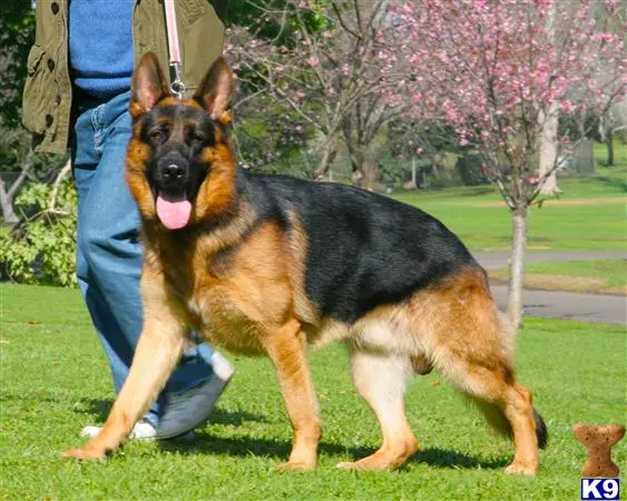 German Shepherd stud dog