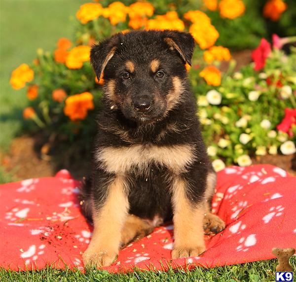 German Shepherd Puppy for Sale: Rusty, Male $500 Shipping Available 10 ...