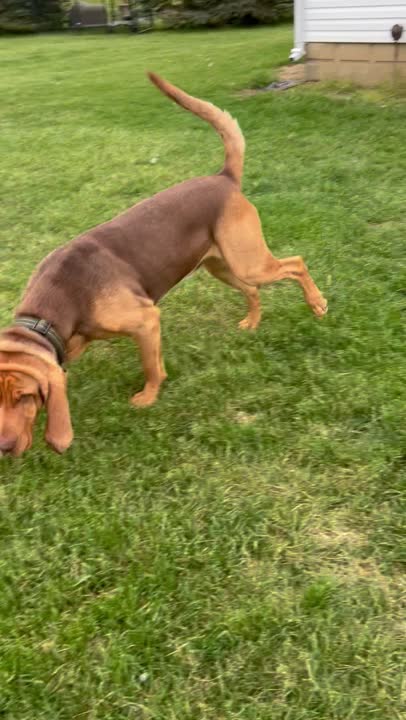 Bloodhound stud dog video