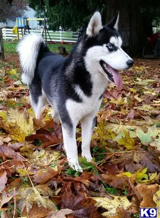 Siberian Husky stud dog