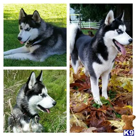 Siberian Husky stud dog