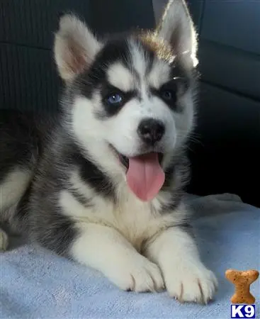 Siberian Husky stud dog