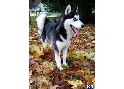 Siberian Husky