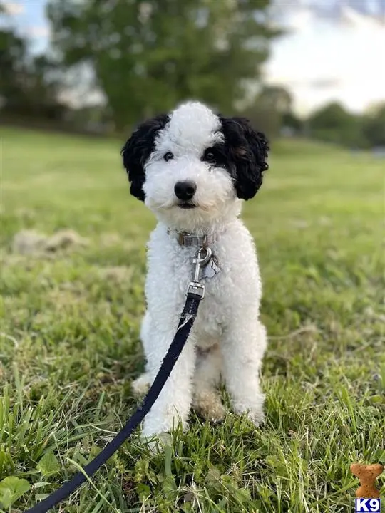 Poodle stud dog: a poodle dog on a leash