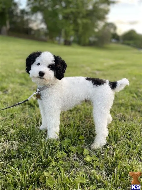 Poodle stud dog: a poodle dog on a leash in a grassy area