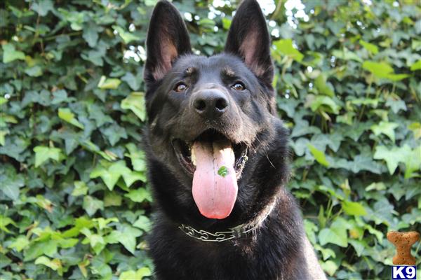 a black german shepherd dog with its tongue out