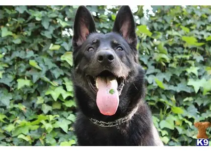 a black german shepherd dog with its tongue out