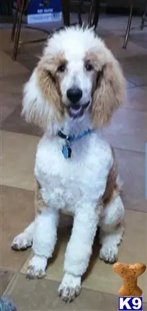 Poodle female dog: Fluffy apricot and white Poodle sitting indoors with a happy expression