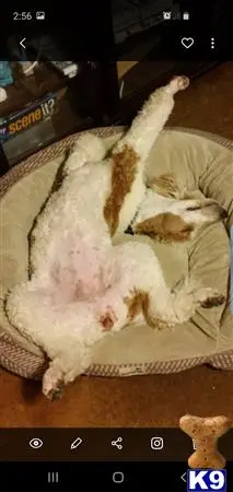 Poodle female dog: Poodle lying on its back in a dog bed