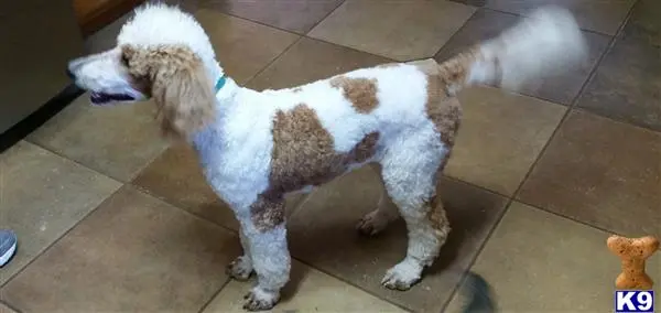 Poodle female dog: Brown and white Poodle standing on tiled floor