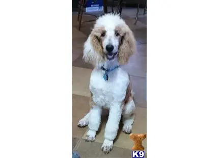 Poodle