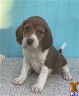 beagle puppy posted by hannah63