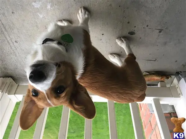 Pembroke Welsh Corgi stud dog