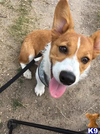 Pembroke Welsh Corgi stud dog