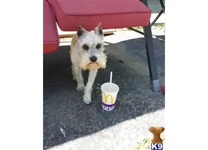 Miniature Schnauzer